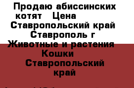 Продаю абиссинских котят › Цена ­ 13 000 - Ставропольский край, Ставрополь г. Животные и растения » Кошки   . Ставропольский край